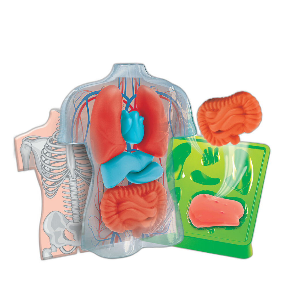 Kit Clementoni de anatomía con órganos squishy - 2