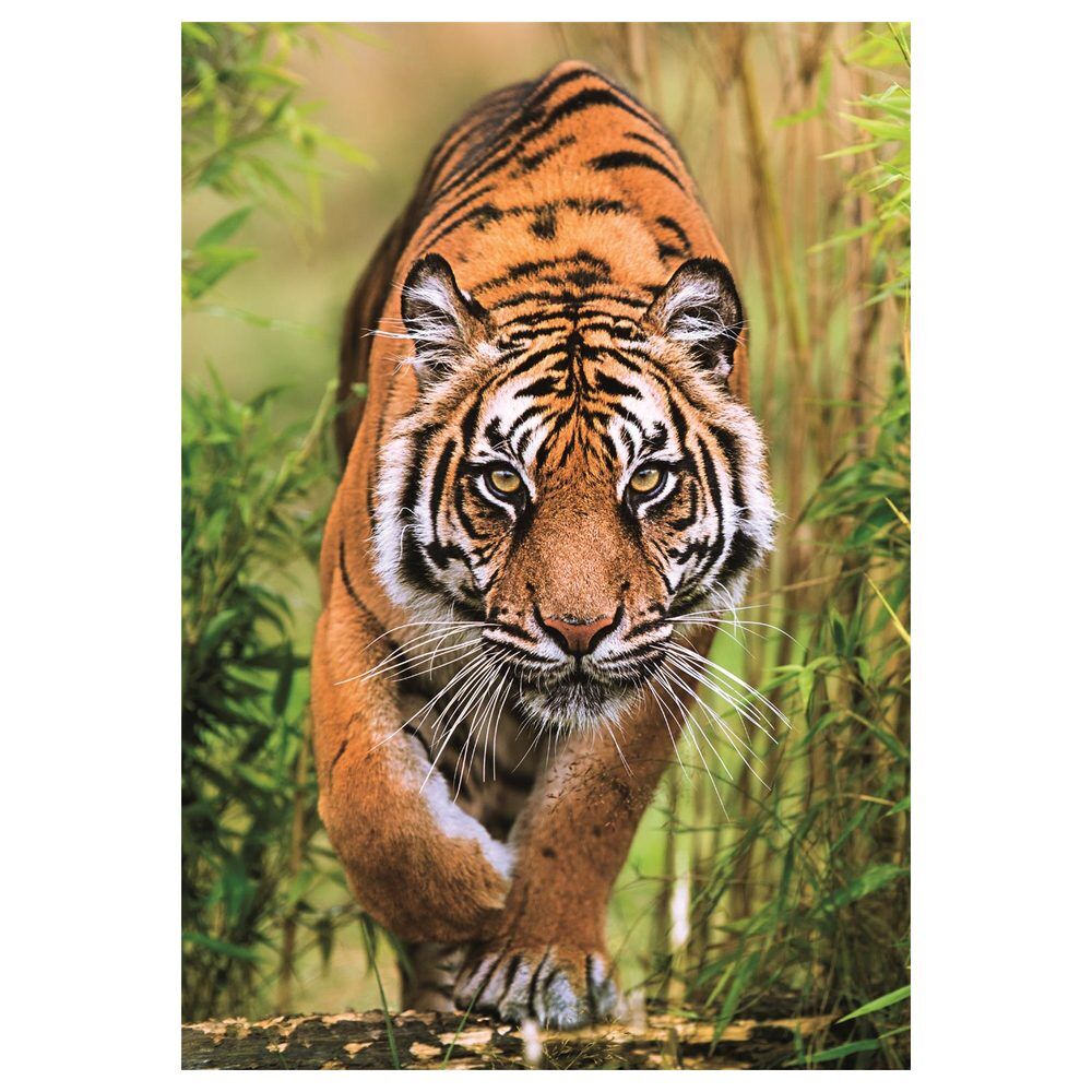 Puzzle Clementoni The Hunter's Path de 1000 piezas con tigre - 3